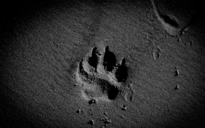 image for June 11th is World Pet Memorial Day